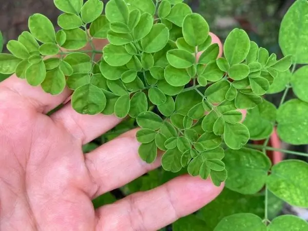 vibrant moringa seedling