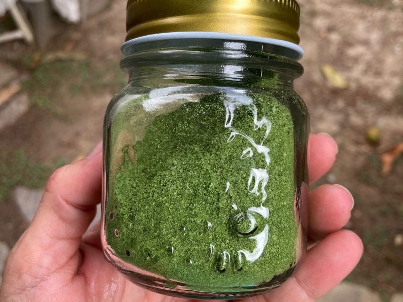 Hand holding fresh moringa leaves