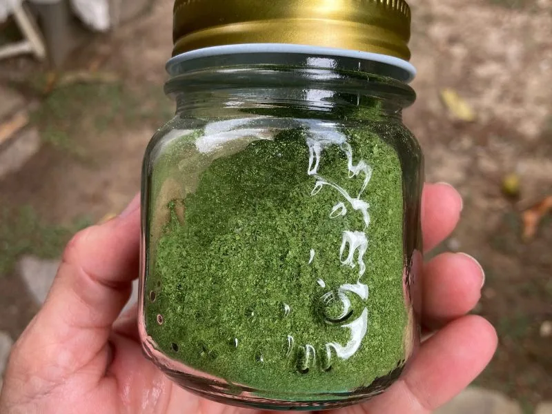 Hand holding fresh moringa leaves
