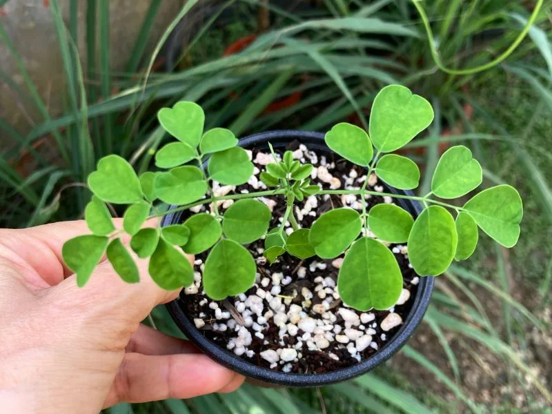 Beginner using a medicinal garden kit to grow herbs