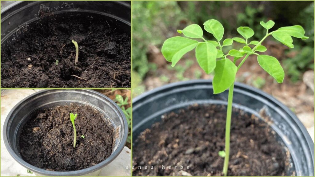 growing moringa from seed in a small pot
