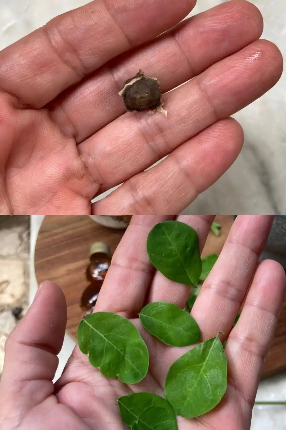 Moringa seeds and fresh moringa leaves from plants I grow in Trinidad