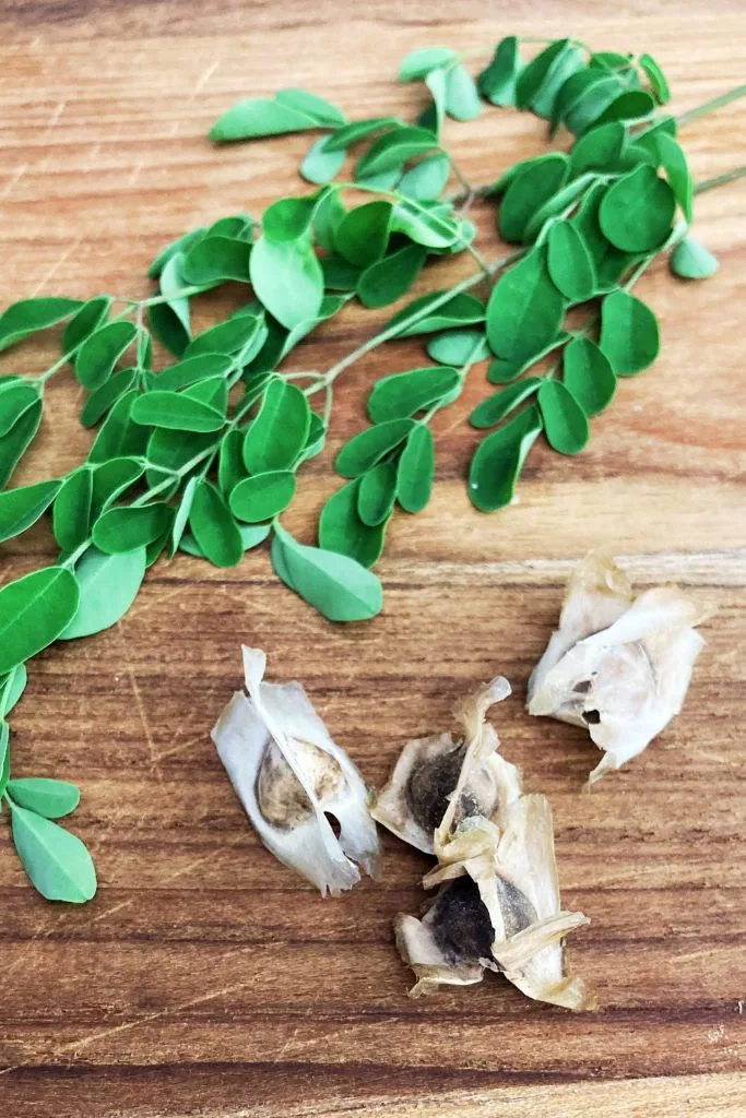 moringa-seeds-leaves moringa seeds and leaves