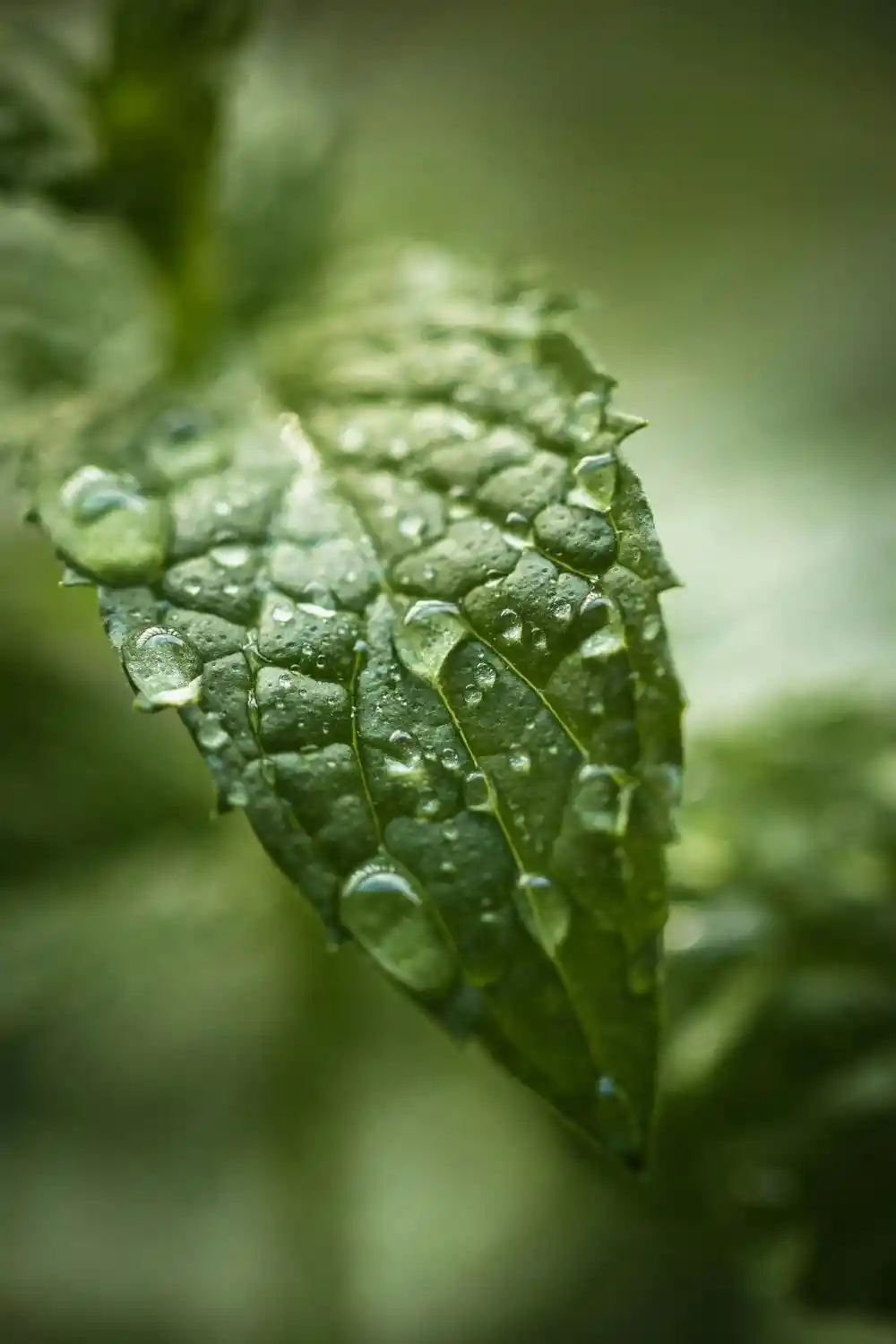 peppermint (2) watering peppermint plants