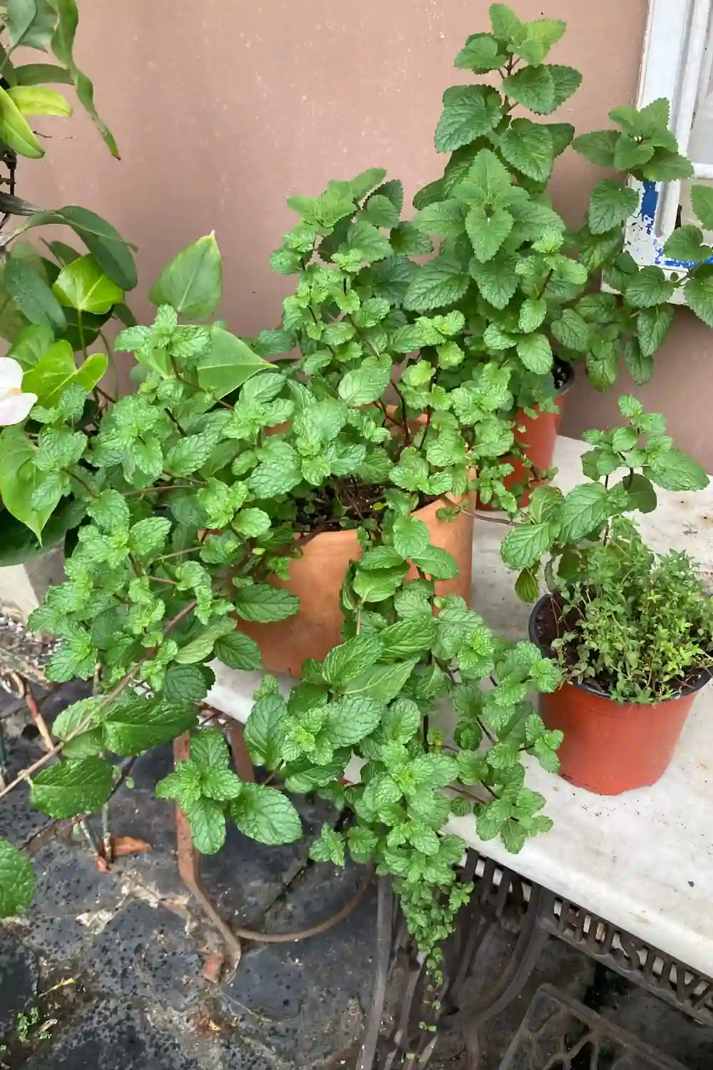 peppermint peppermint growing in a clay pot amongst other herbs such as lemon balm and thyme