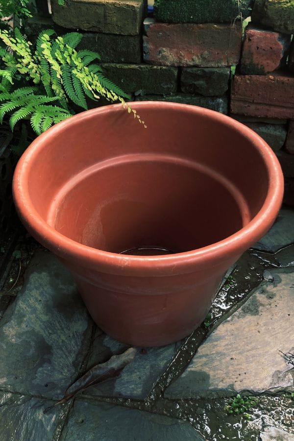 pot-for-turmeric Empty plant pot with drainage holes, recommended for growing turmeric and other root herbs