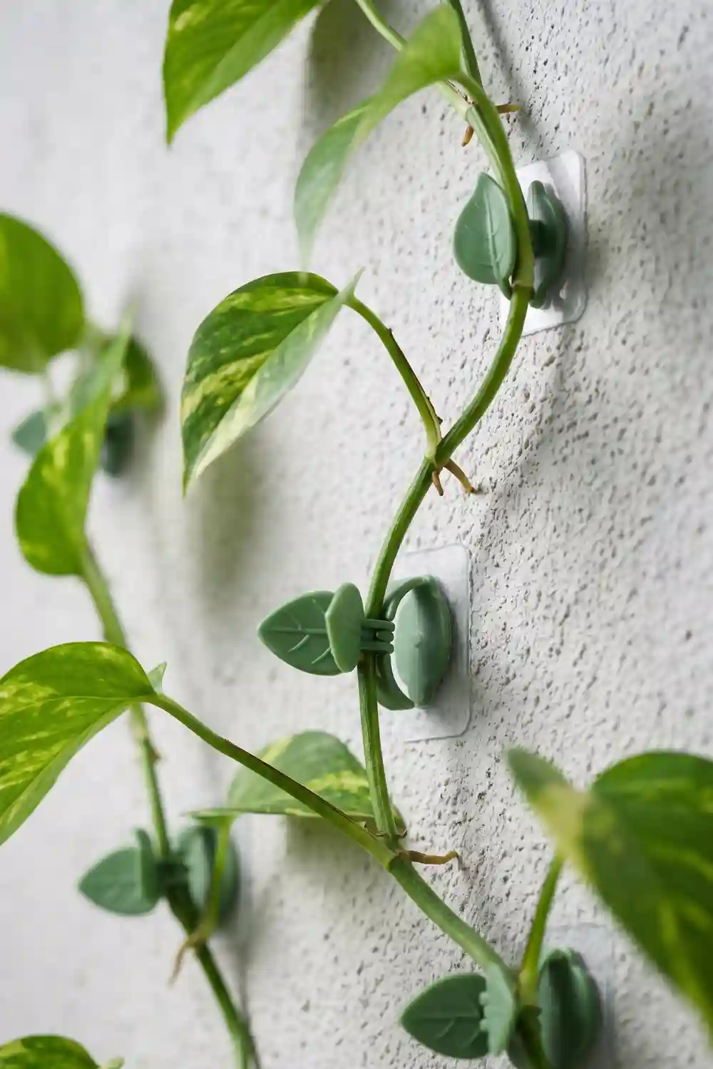 pothos climbing