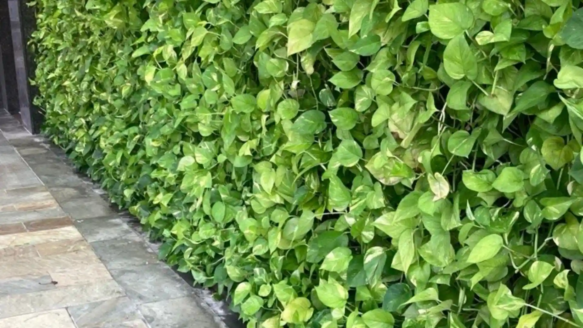 How to Build a Pothos Wall That Actually Thrives