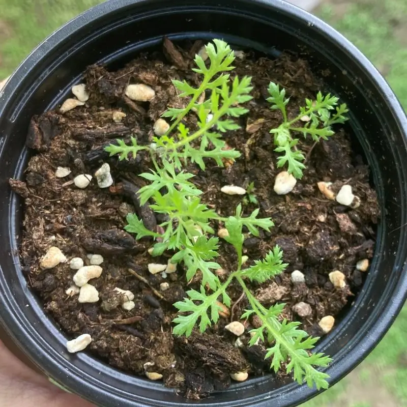 Yarrow plant growing in Trinidad garden from the Medicinal Herb Seed Kit