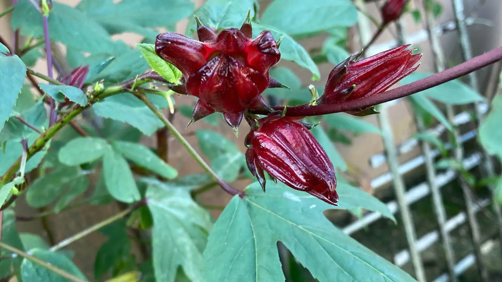 How to Save Roselle Hibiscus Seeds from Powdery Mildew