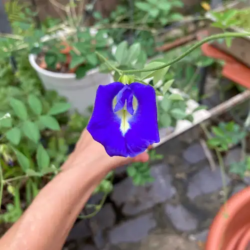 butterfly pea flower