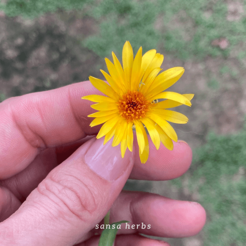 Hand holding fresh calendula flower harvested in Trinidad garden