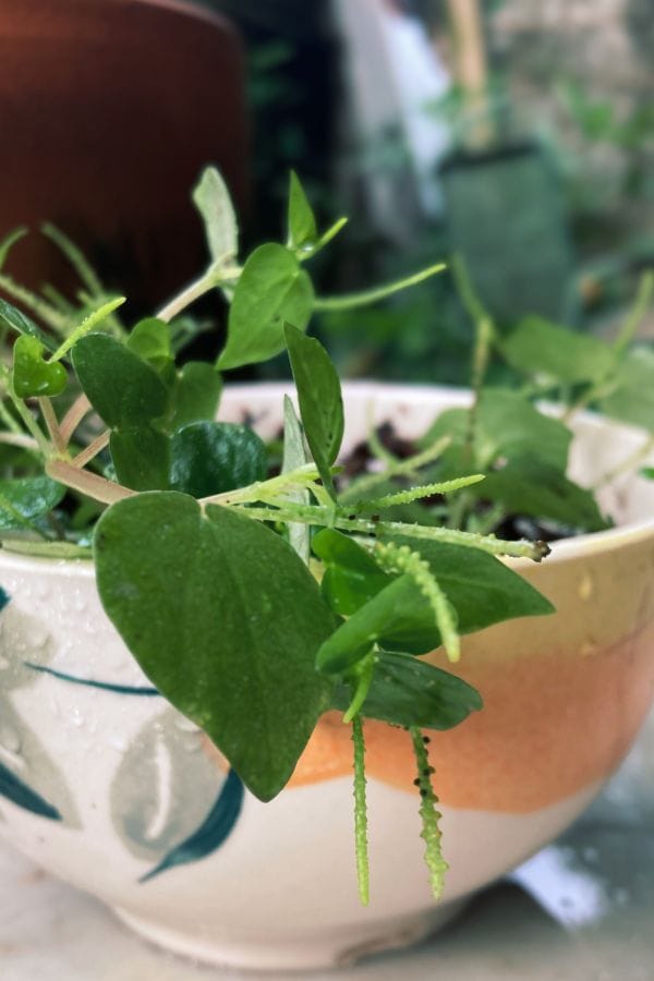 shining-bush-plant Peperomia Pellucida plant growing in a pot