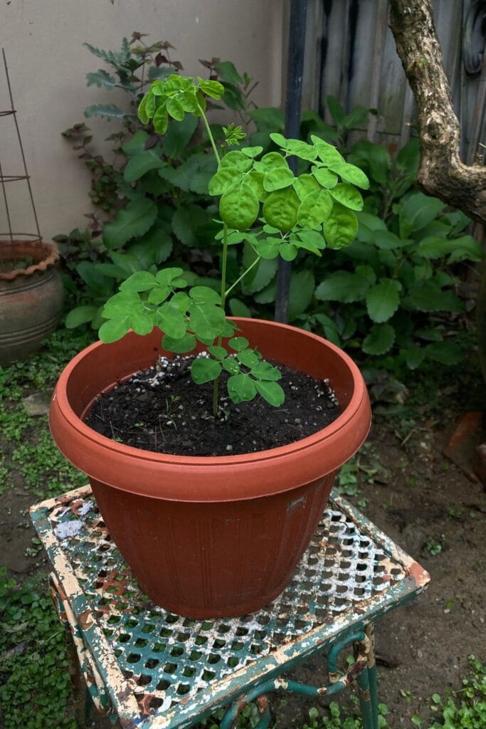 small-potted-moringa small potted moringa plant