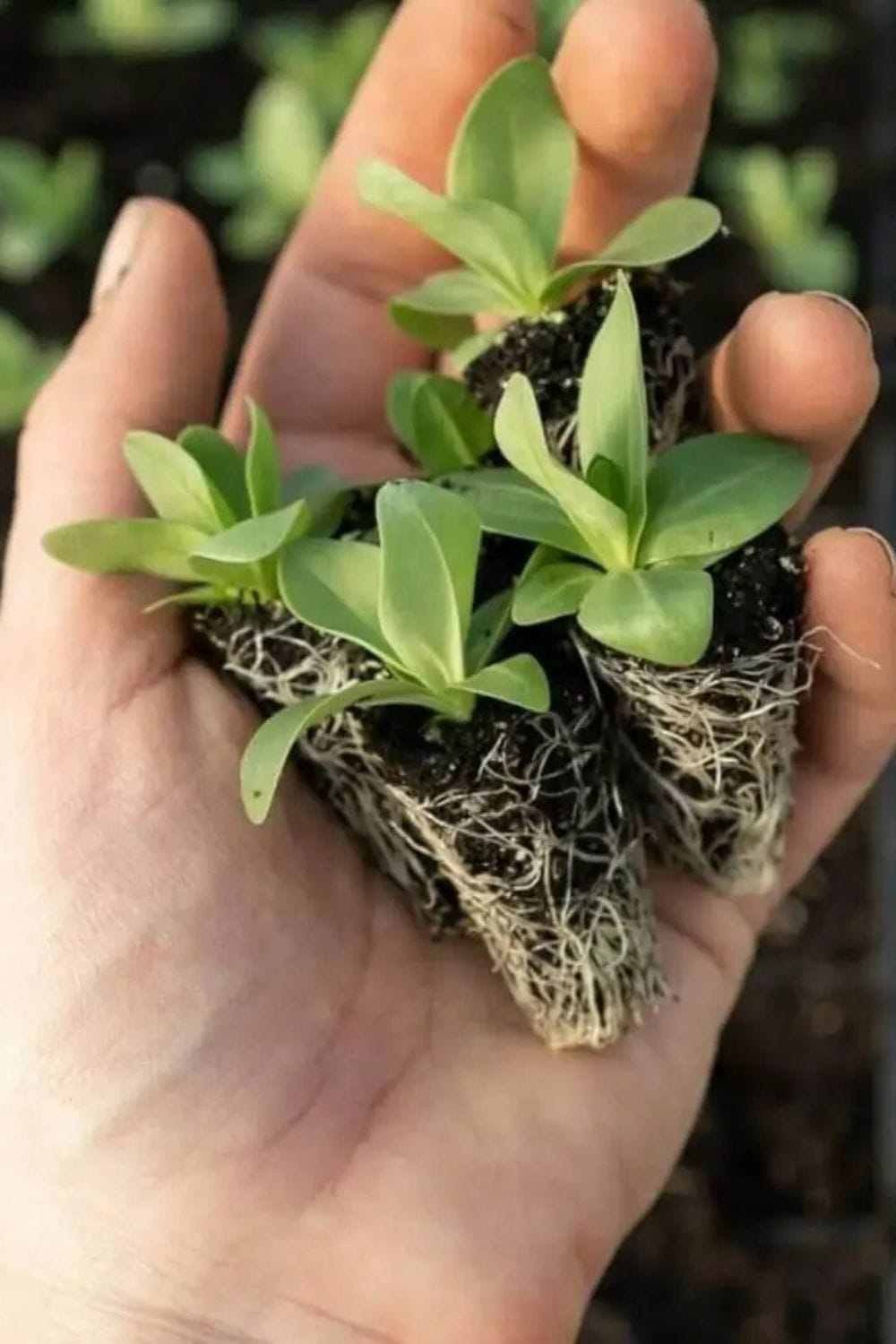 transplant echinacea seedlings