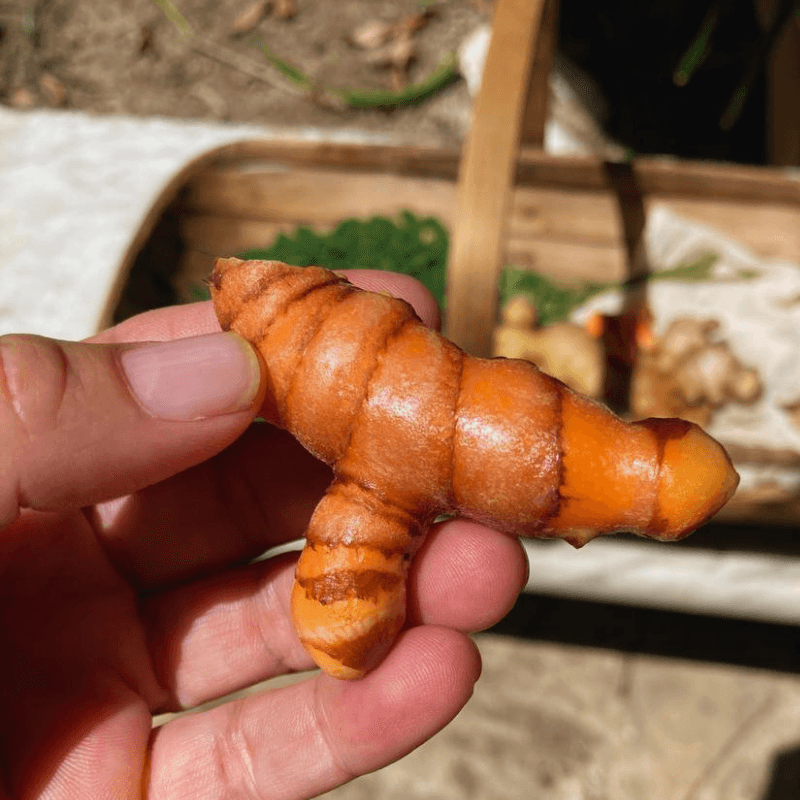 freshly harvested turmeric from garden used for homemade herbal tea