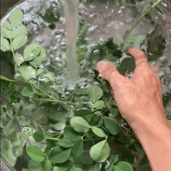 washing-moringa-600 washing moringa leaves