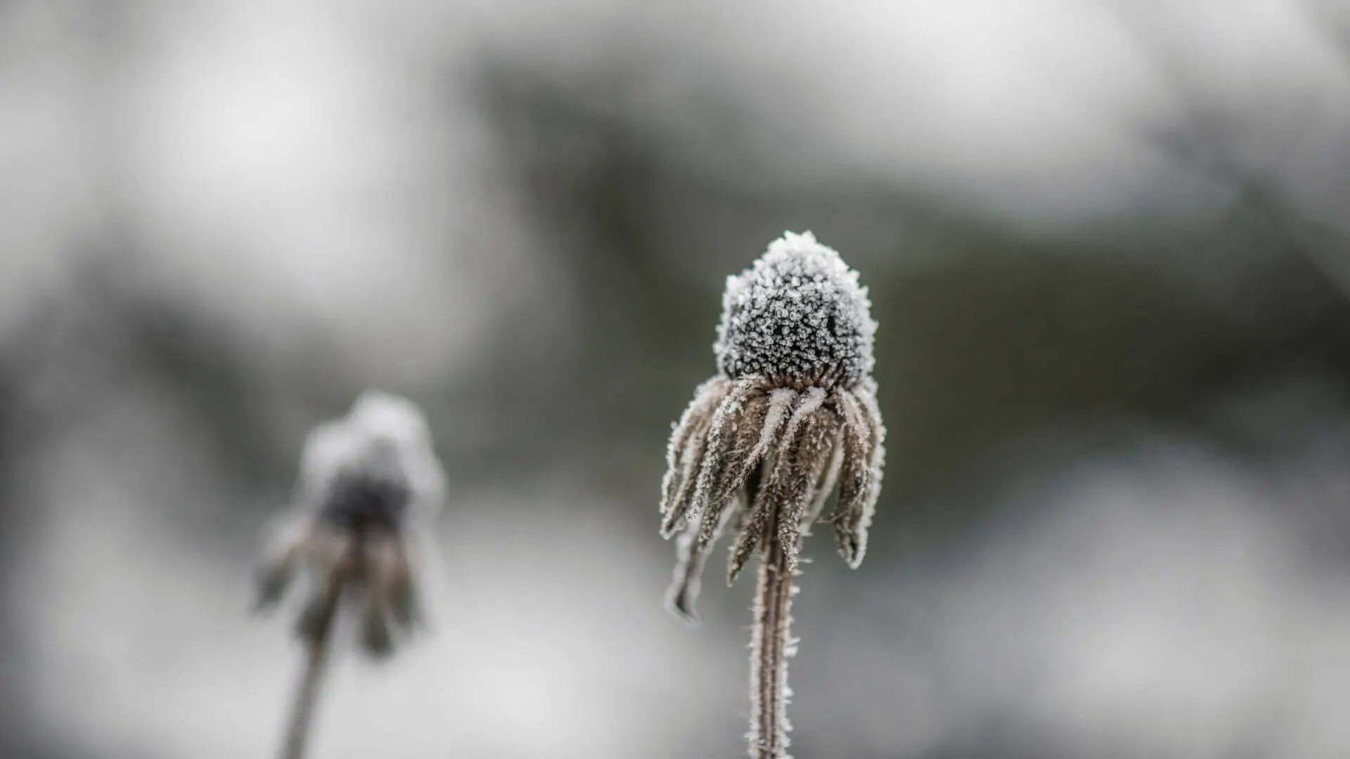winterizing echinacea
