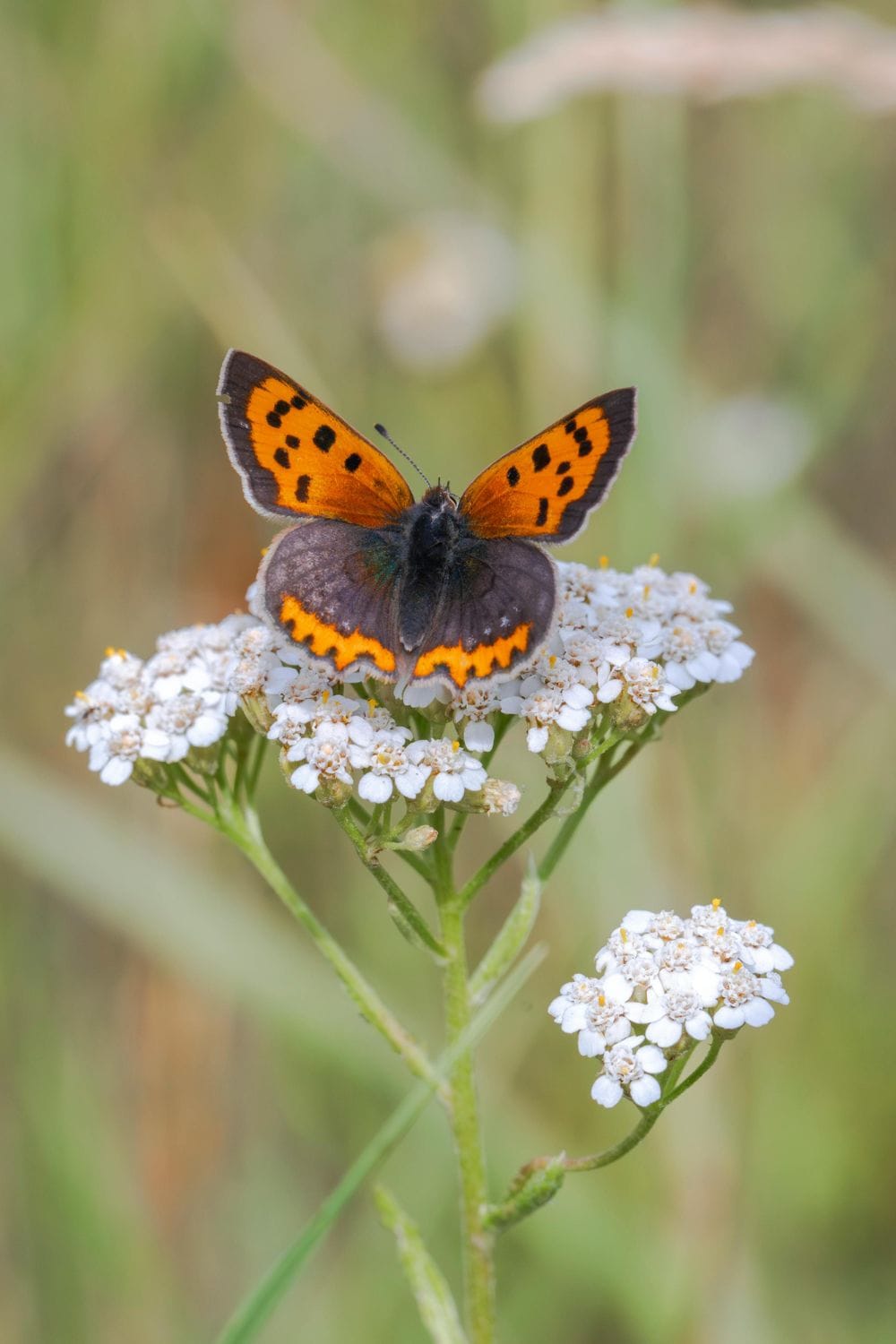 Backyard Pharmacy survival garden yarrow flowers
