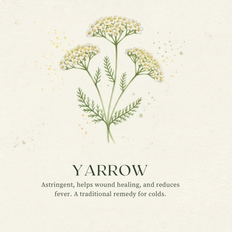 Yarrow plant illustration for Medicinal Garden Kit - herbal first aid to stop bleeding and fight infection.