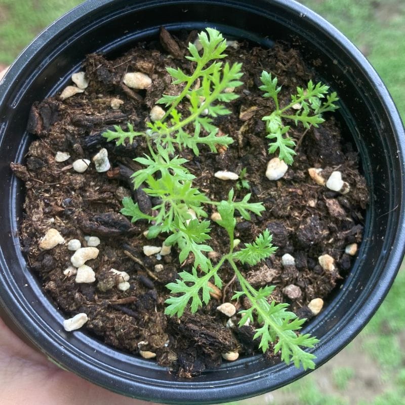 top view of yarrow growing in a small pot
