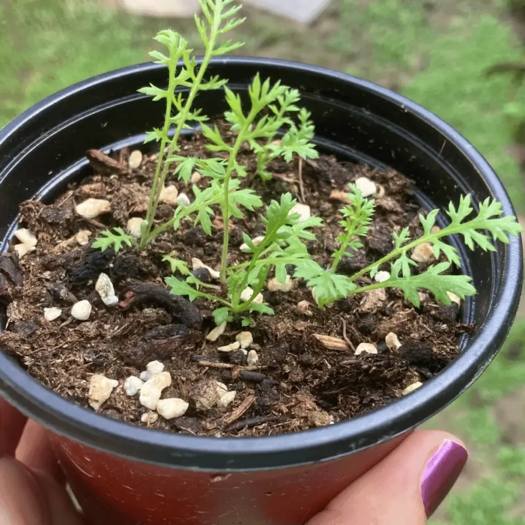 young yarrow plants in a pot