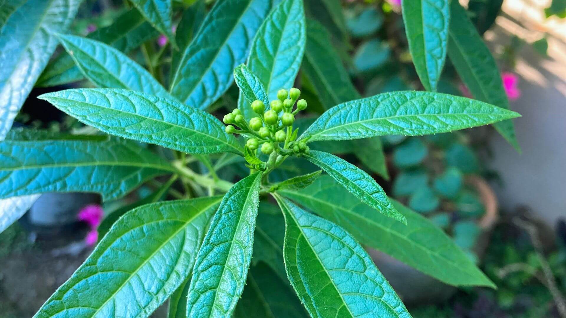 zebapique plant, Jackass Bitters Plant