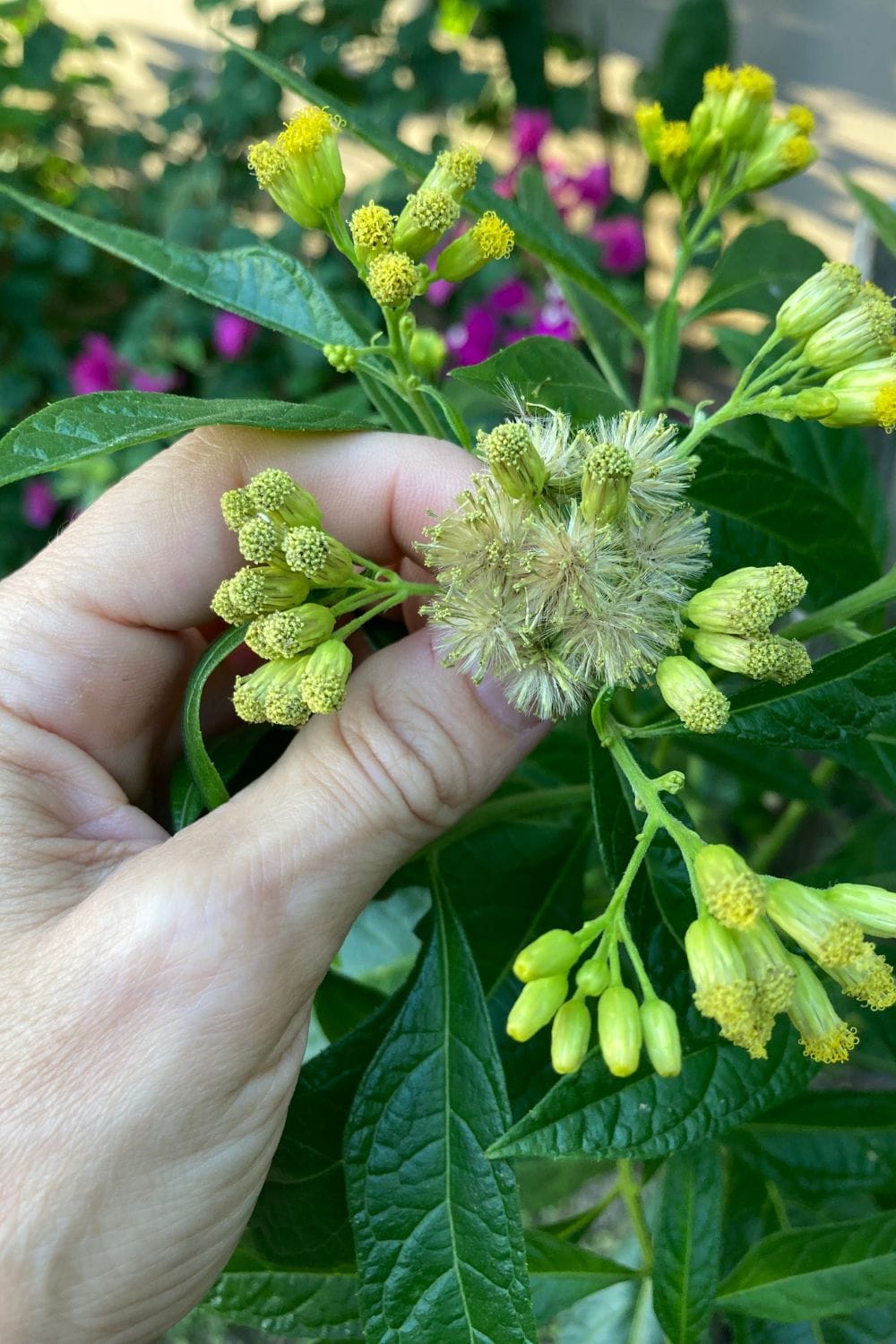 an image of zebapique flowers 
